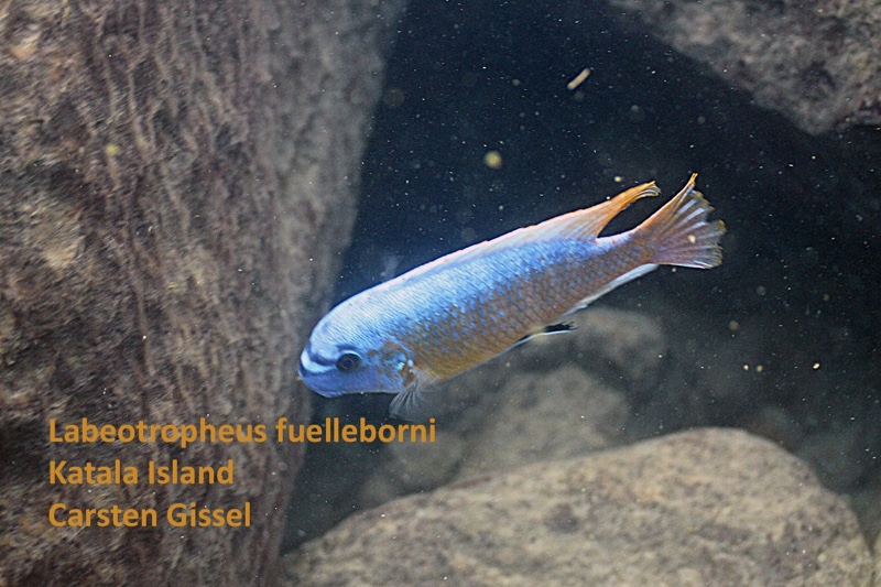 Labeotropheus fuelleborni 'Katale Island'